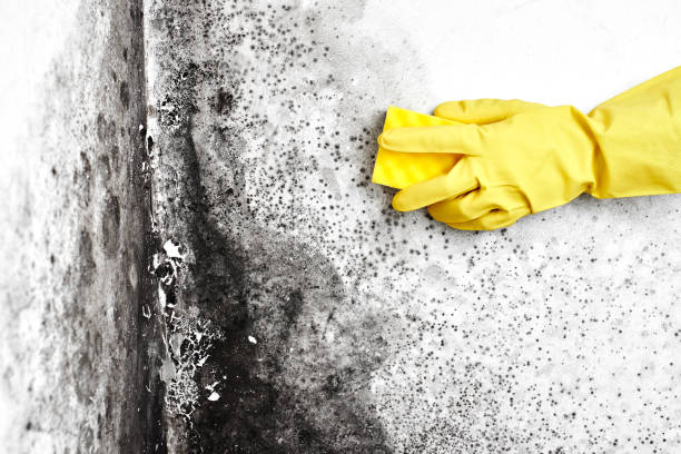Best Commercial Mold Remediation in Hector, MN