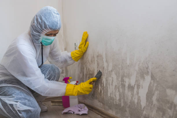 Best HVAC Mold Remediation in Hector, MN