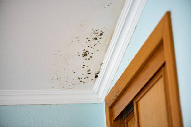 Best Residential Mold Remediation in Hector, MN