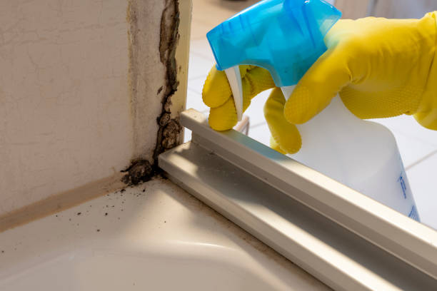 Best Black Mold Remediation in Hector, MN