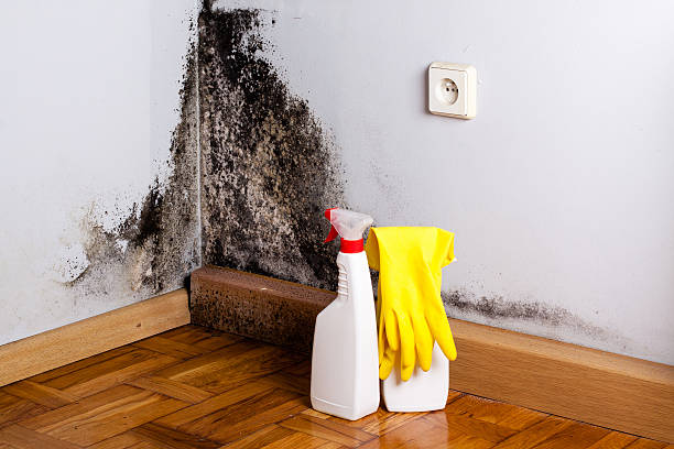 Trusted Hector, MN Mold Remediation Experts