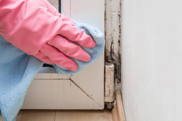 Best Insurance-Related Mold Remediation in Hector, MN