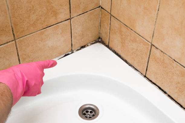 Best Health and Safety Mold Remediation in Hector, MN