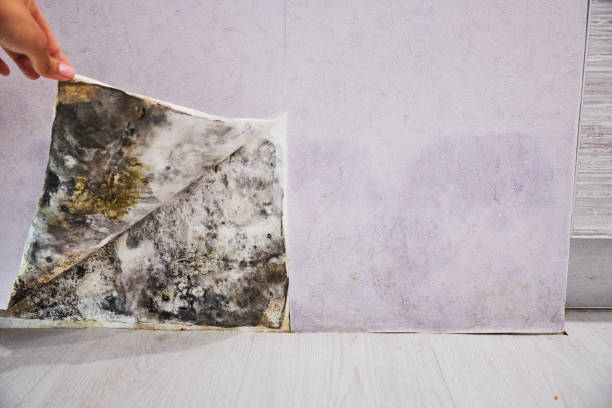 Best Emergency Mold Remediation in Hector, MN